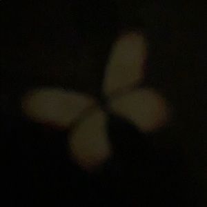 Meet your Posher, Tasha